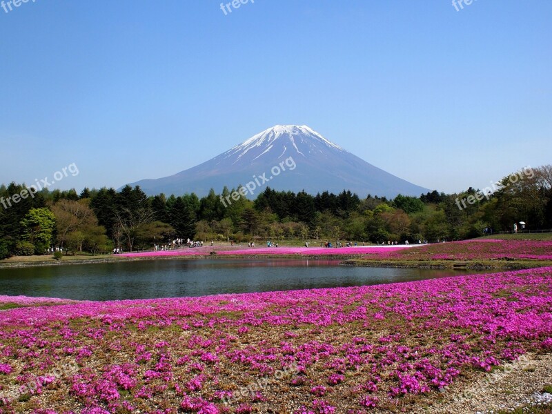 Fuji Mt Fuji Phlox Free Photos