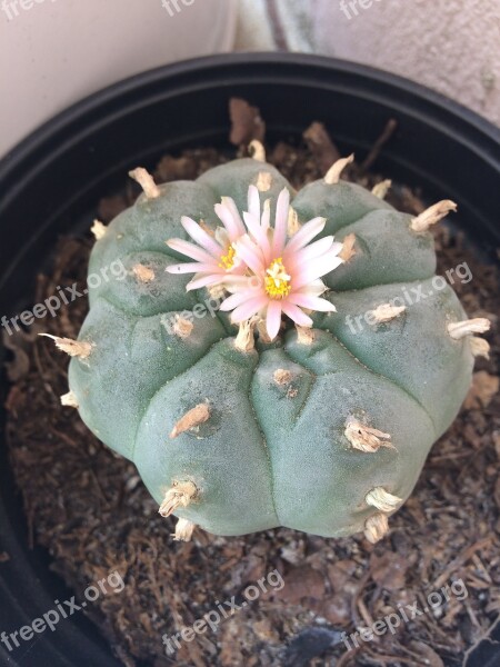 Peyote Cactus Wild Thorns Flowers