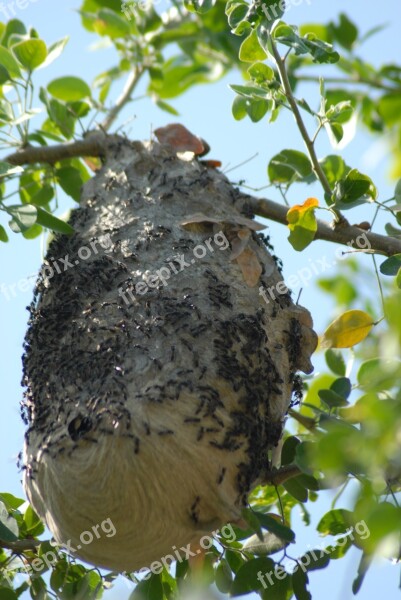 Wasps Flying Insect Insects Mountain Gro