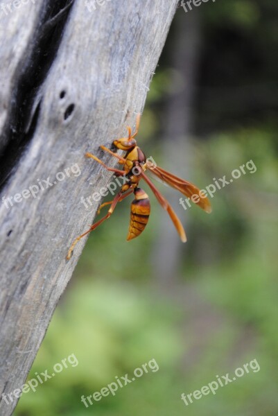 Wasp Flying Insect Insects Mountain Gro