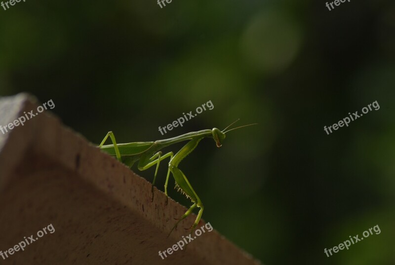 Mantis Religiosa Insect Animals Free Photos