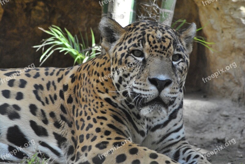 Jaguar Zoo Animal Free Photos