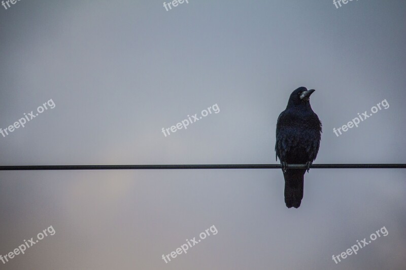 Crow Sky Black Bird Halloween Symbol