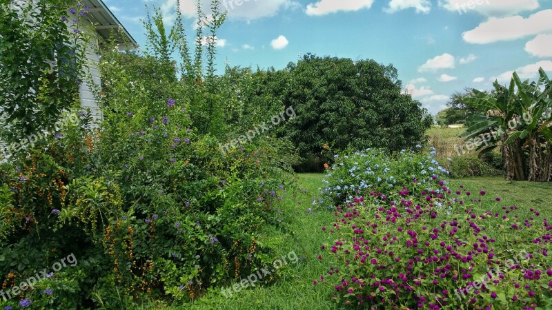 Flower Garden Plants Colours Leafs House Tree's Belize