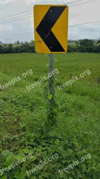 Road Signs Yellow Reflector Pointer Vines