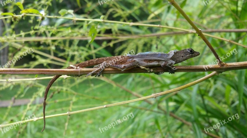 Lizard Skin Shedding New Skin Dry Clinging