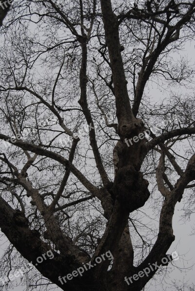 Tree Bough Forest Wood Twig