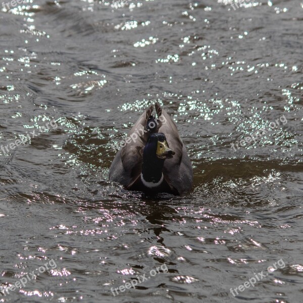 Duck Teal Bird Free Photos