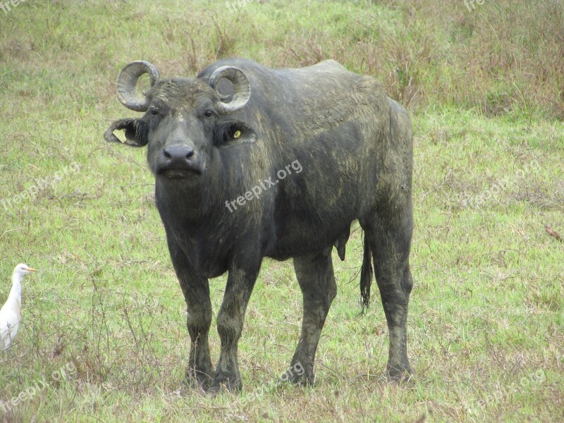 Buffalo Animal Horns Animals Toro