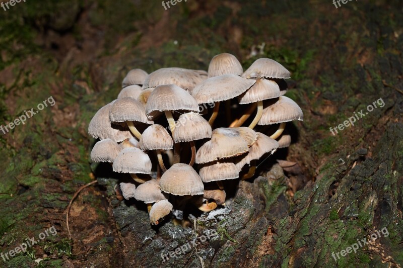 Conocybe Rickenii Mushrooms Vittorio Veneto Autumn Free Photos