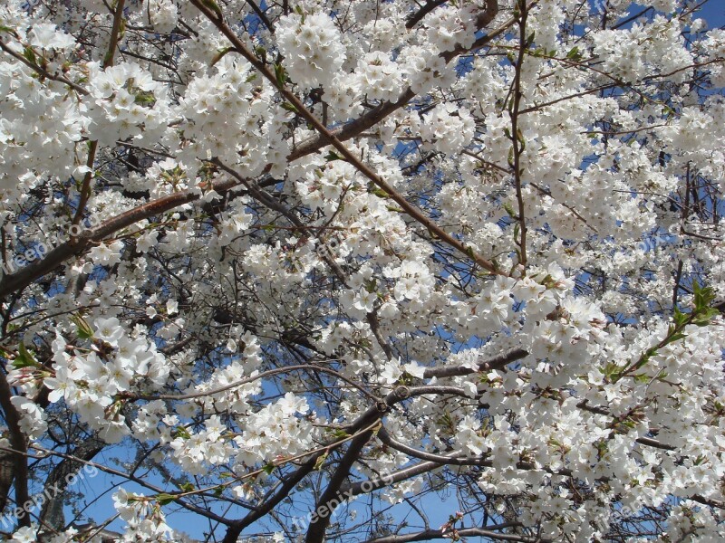 Cherry Blossoms Blossoms Flowers Trees White