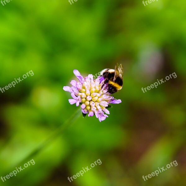 Bumblebee Clover Flower Insect Nectar