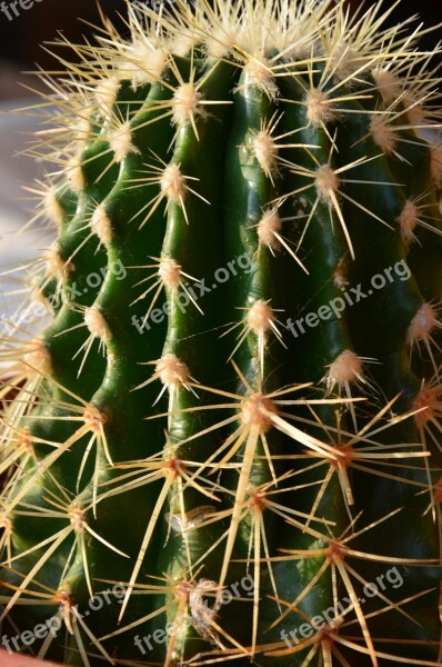 Mini Cactus Succulent Plant Nature Free Photos