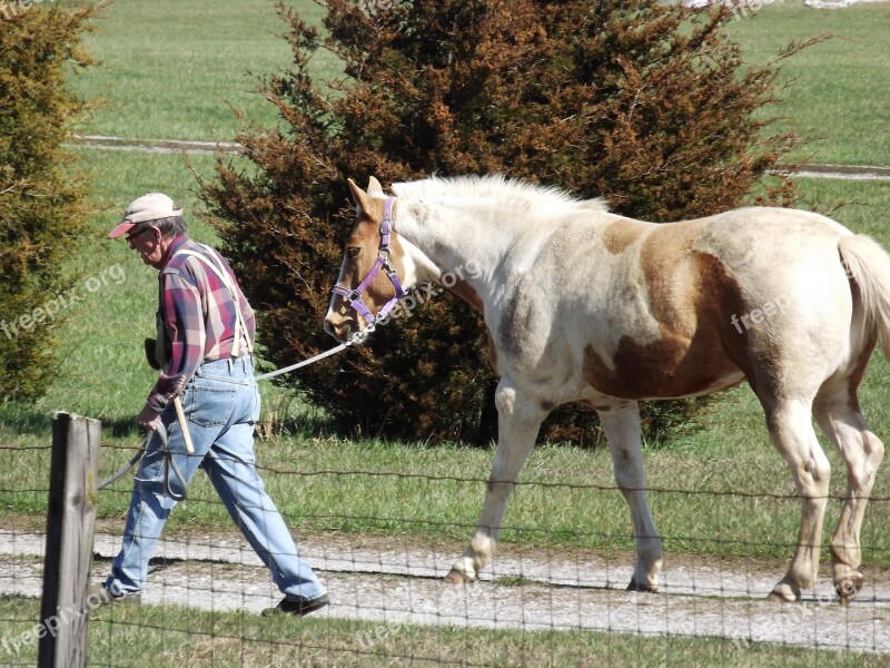 Equine Quarter Horse Animal Farm Outdoor