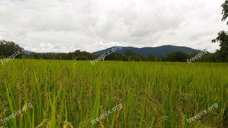 Nature Feelings Real Rice Tree Rice