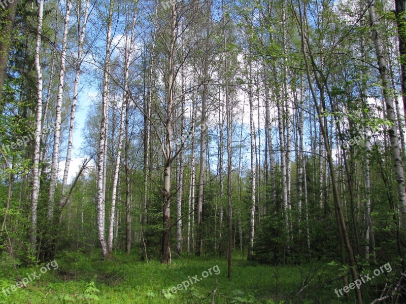 Spring Forest Birch Nature Landscape