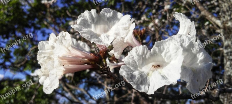 Ipê White Cerrado Flower Free Photos