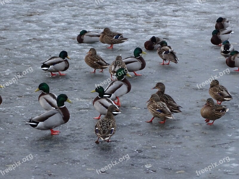 Duck Ducks Mallard Duck Wild Pond