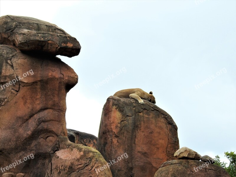 Lion Wild Animal Wildlife African