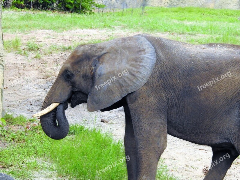 Elephant Mammal Giant Animal Wild