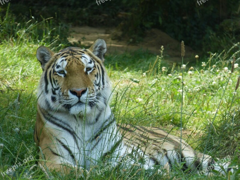 Tiger Tawny Animal Park Free Photos