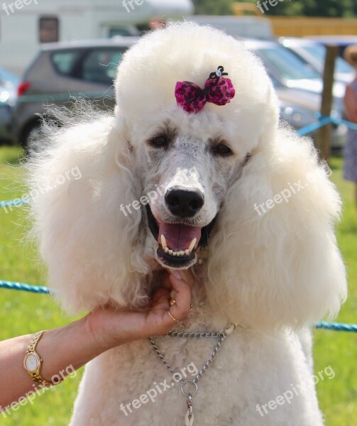 Dog White Poodle Pet Cute