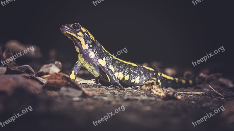 Salamander Lizard Fire Salamander Autumn Amphibians