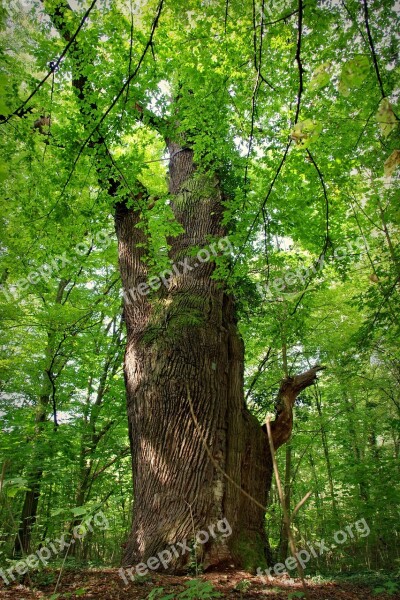 Hornbeam Tree Old Large Park