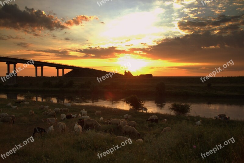 Sunset Sheep The Flock Sky Cloud