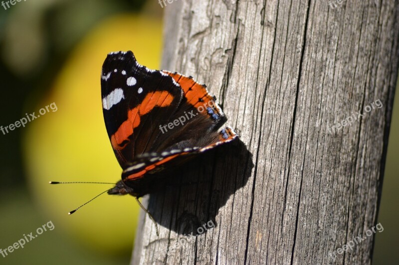 Butterfly Sivas Rare Free Photos