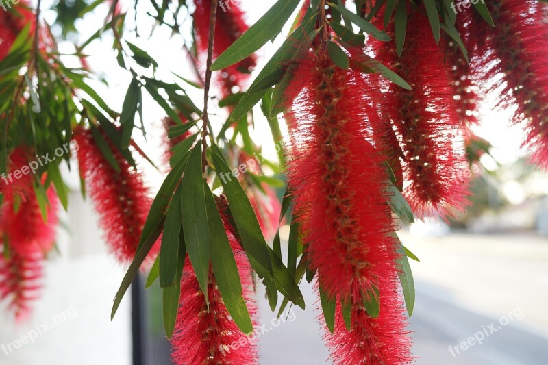 Bottle Brush Flower Red Plant Nature Environment