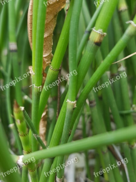 Bamboo Forest Green Nature Free Photos