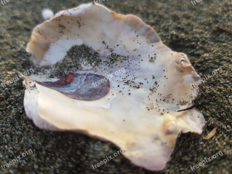 Oyster Shell Sea Free Photos