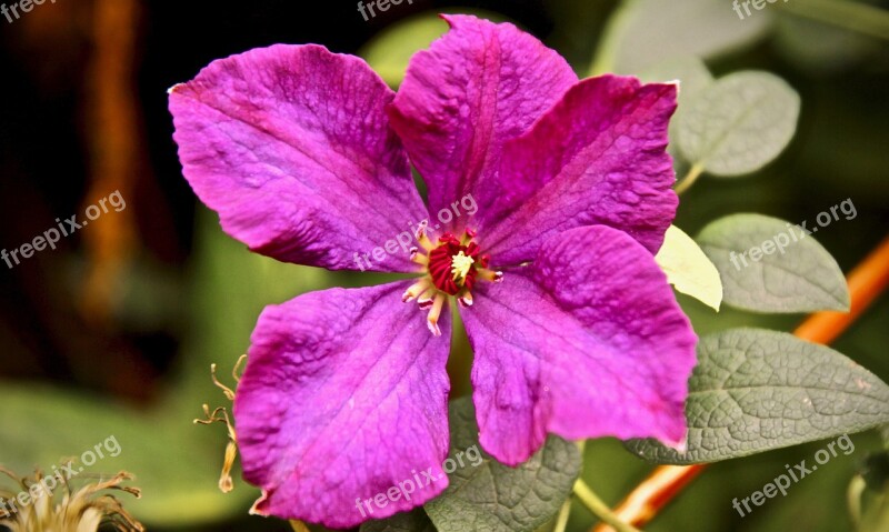 Flower Violet Purple Flower Purple Flowers Garden