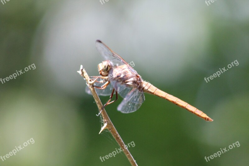 Dragonfly Rockport Coastal Bend Wetlands Texas