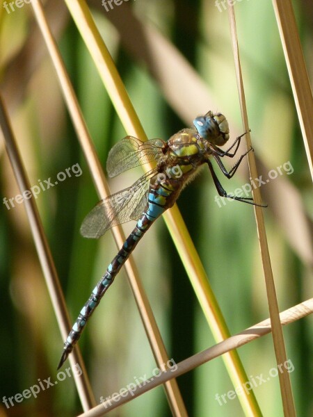 Dragonfly Blue Dragonfly Aeshna Affinis Wetland Juncal