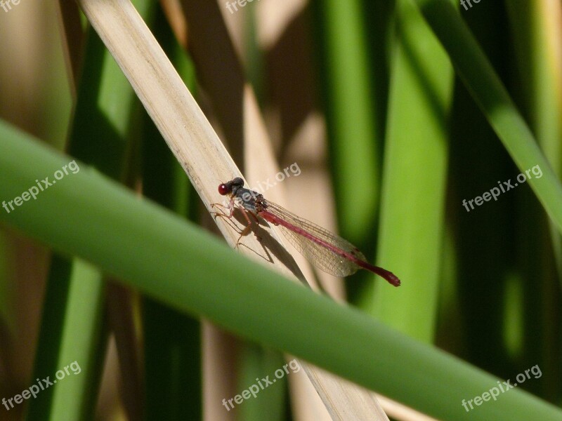 Dragonfly Damselfly Ceriagrion Tenellum Juncos Juncal