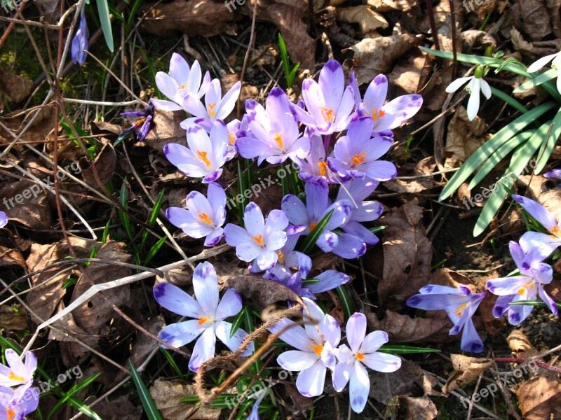 Crocuses Snowdrops Spring Season Flower