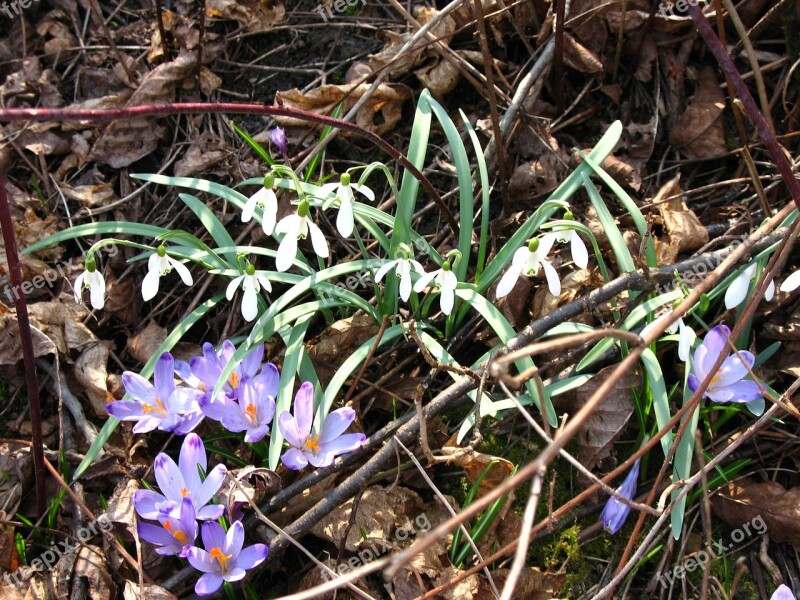 Crocuses Snowdrops Spring Season Flowers