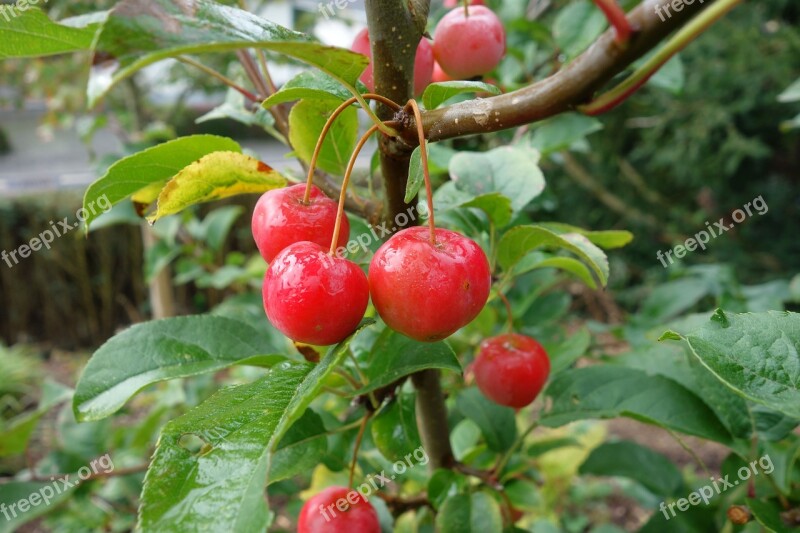 Embellishment Malus Garden Fruits Red