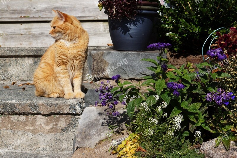 Orange Cat Outdoor Kitty Steps Sitting