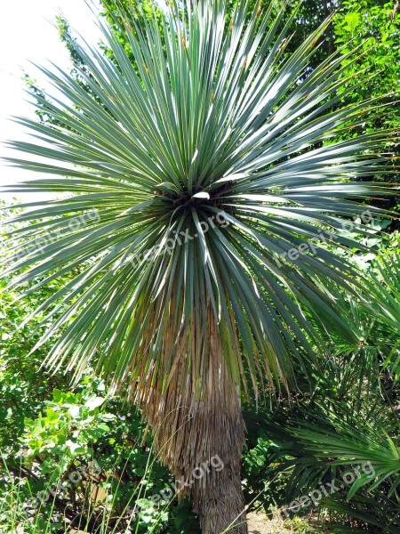 Yucca Yucca Capensis Agavacae Mediterranean Plant Spice