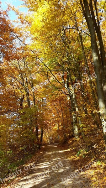 Autumn Forest Golden Autumn Autumn Sun Golden October