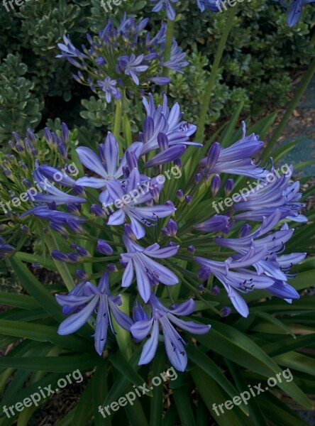 Flower Purple Flower Bulb Bloom Blossom