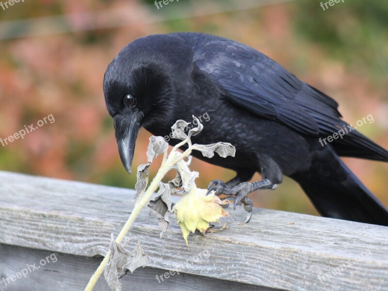 Crow Claw Dried Sunflower Railing Free Photos