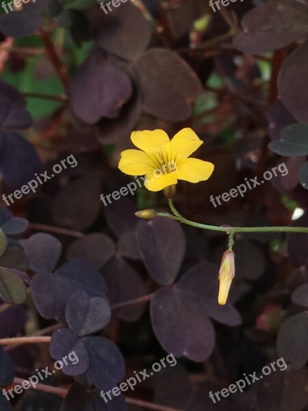 Small Flower Flower Nature Flowers Delicate Flower