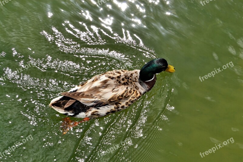 Duck In Water Treading Water Waves Water Bill