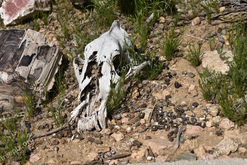 Desert Skull Animal Skull Bone Death