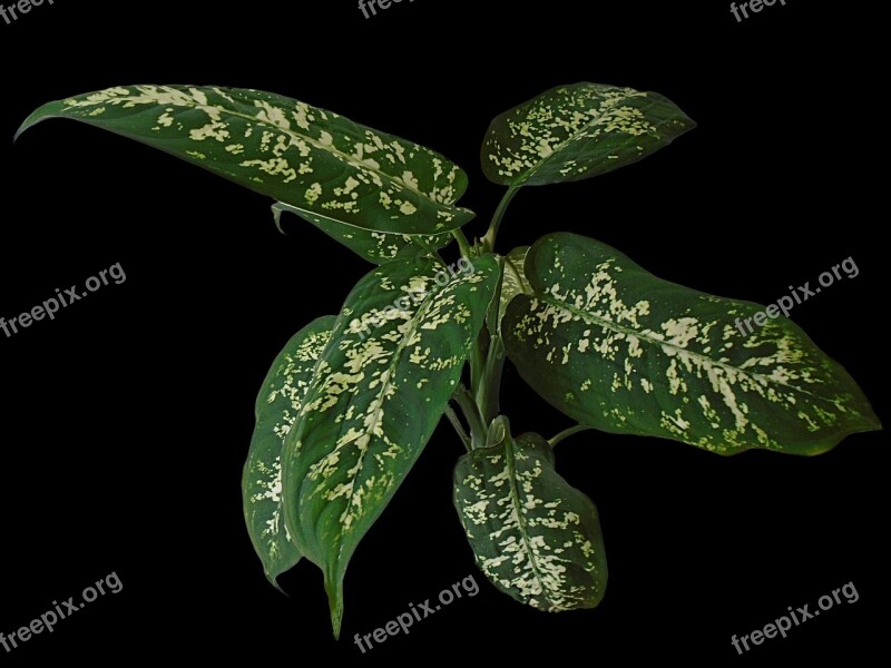 Dieffenbachia Leave Plant Botany Flora