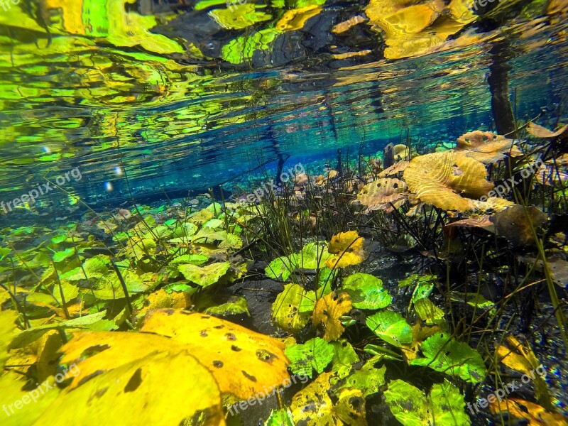 Lily Pads Water Paradise Pond Nature